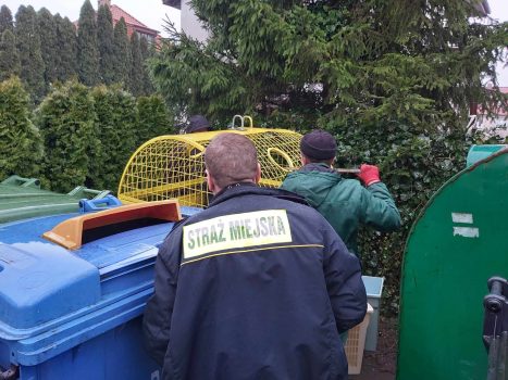 Próba wydobycia wyrzuconego do śmietnika kota.