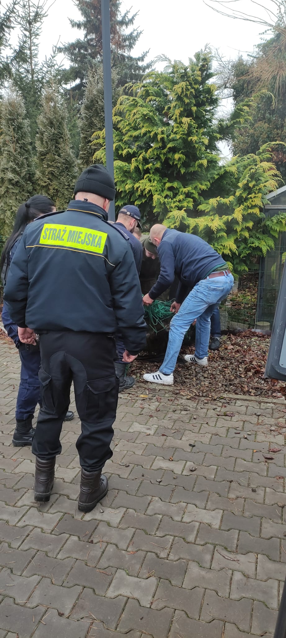 Strażnicy, policjanci oraz mężczyzna chwytają dzika przy chodniku dla pieszych.