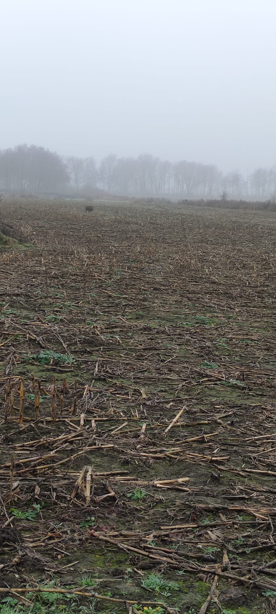 W oddali, na polu, widać przechadzającego się dzika.
