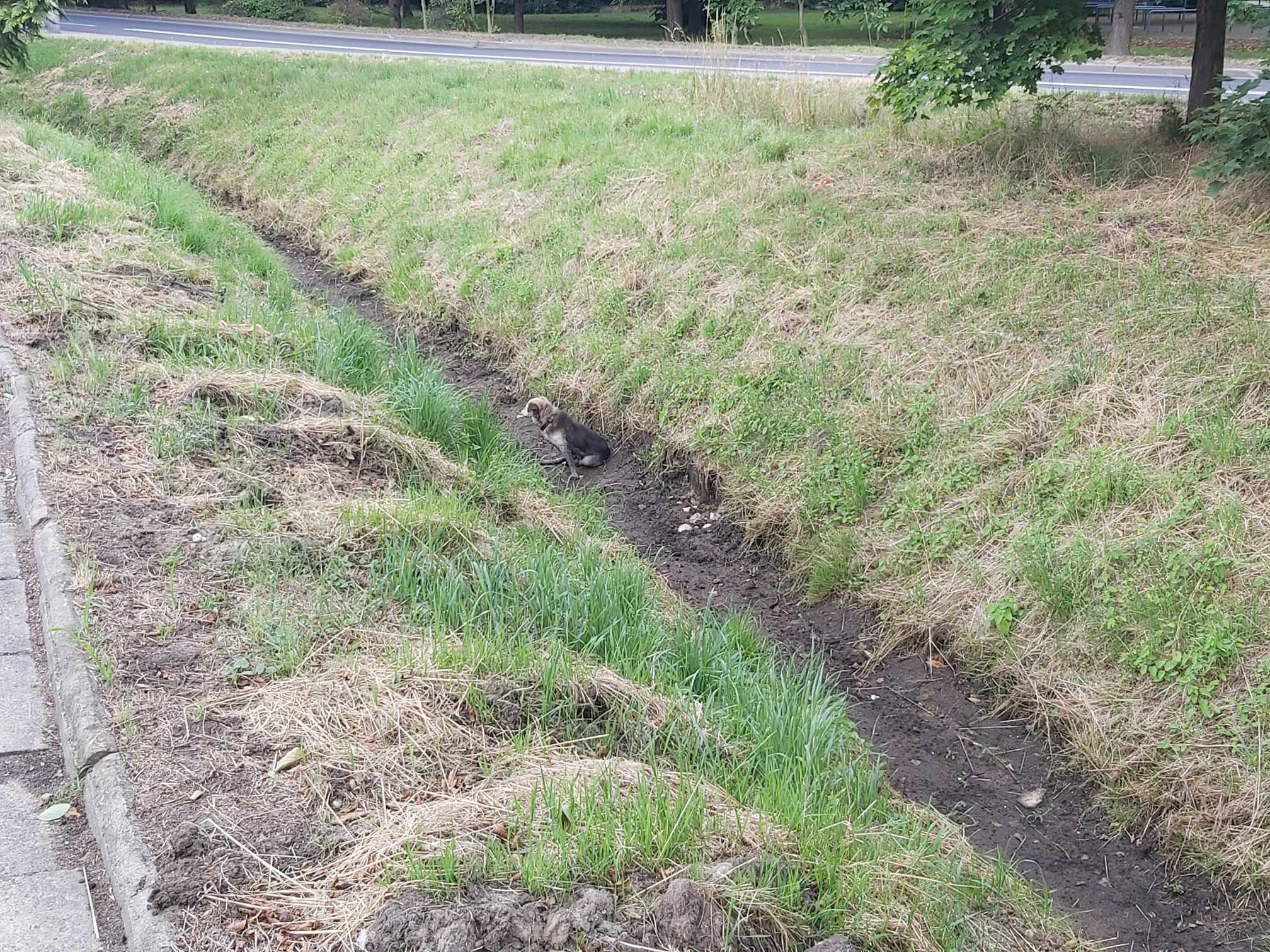 Rów melioracyjny przy drodze, w środku którego siedzi nieduży piesek.
